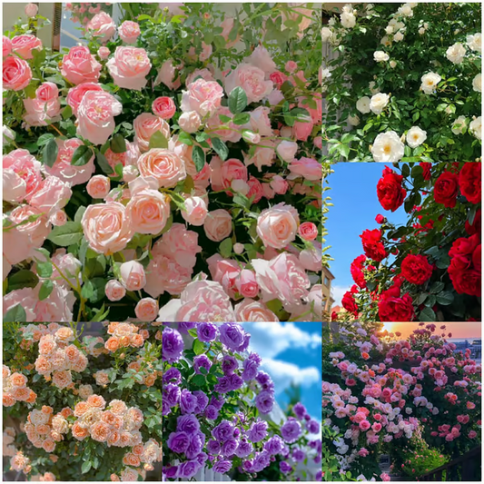 🌺Climbing Rose Seeds | Free Fertilizer--Supplement nitrogen, phosphorus and potassium