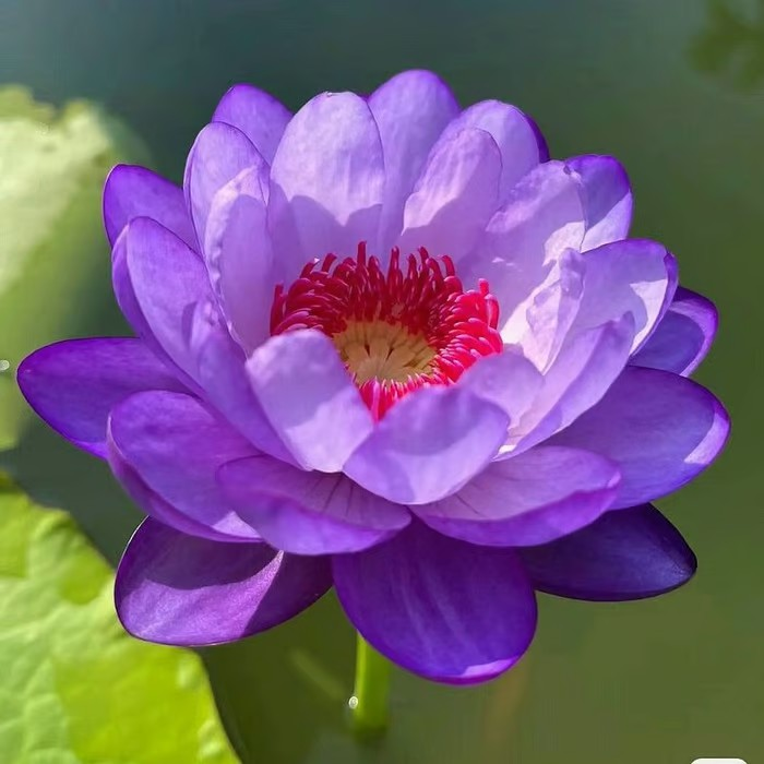 💐The Sacred Bonsai Bowl Lotus Flower