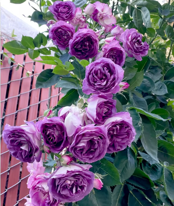 🌺Climbing Rose Seeds | Free Fertilizer--Supplement nitrogen, phosphorus and potassium