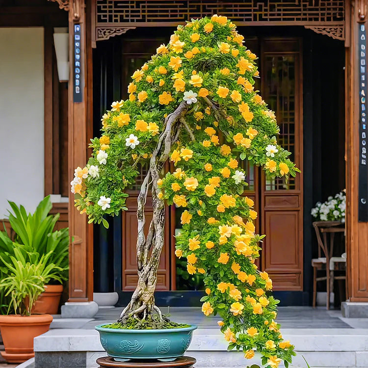 🔥Big Sale🌼Bonsai Gardenia Seeds🌼