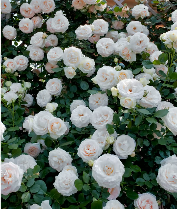 🌺Climbing Rose Seeds | Free Fertilizer--Supplement nitrogen, phosphorus and potassium