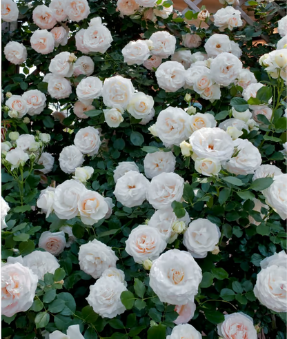 🌺Climbing Rose Seeds | Free Fertilizer--Supplement nitrogen, phosphorus and potassium