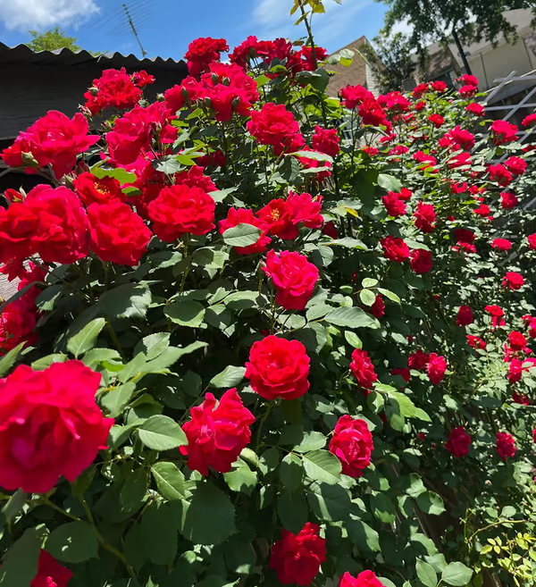 🌺Climbing Rose Seeds | Free Fertilizer--Supplement nitrogen, phosphorus and potassium
