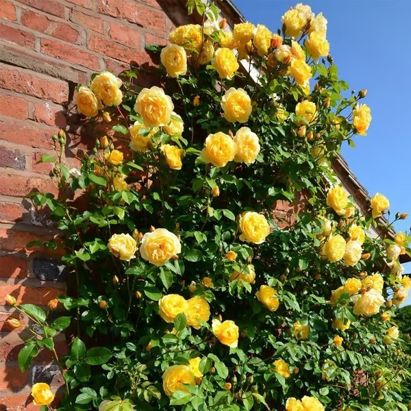 🌺Climbing Rose Seeds | Free Fertilizer--Supplement nitrogen, phosphorus and potassium