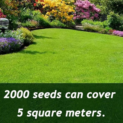 🔥⏰Last Day Promotion - 🌱 Evergreen dwarf grass seed for four seasons🌾 | Create your perfect lawn here🌼