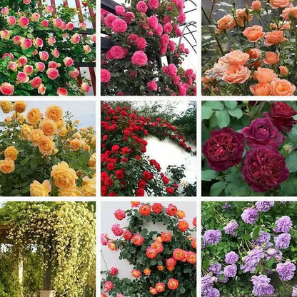 🌺Climbing Rose Seeds | Free Fertilizer--Supplement nitrogen, phosphorus and potassium