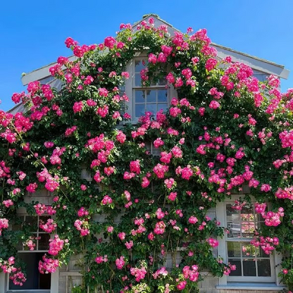 🌺Climbing Rose Seeds | Free Fertilizer--Supplement nitrogen, phosphorus and potassium
