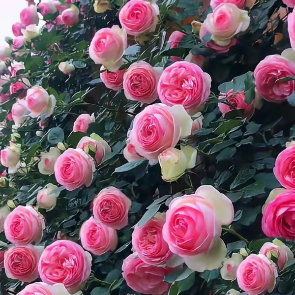 🌺Climbing Rose Seeds | Free Fertilizer--Supplement nitrogen, phosphorus and potassium