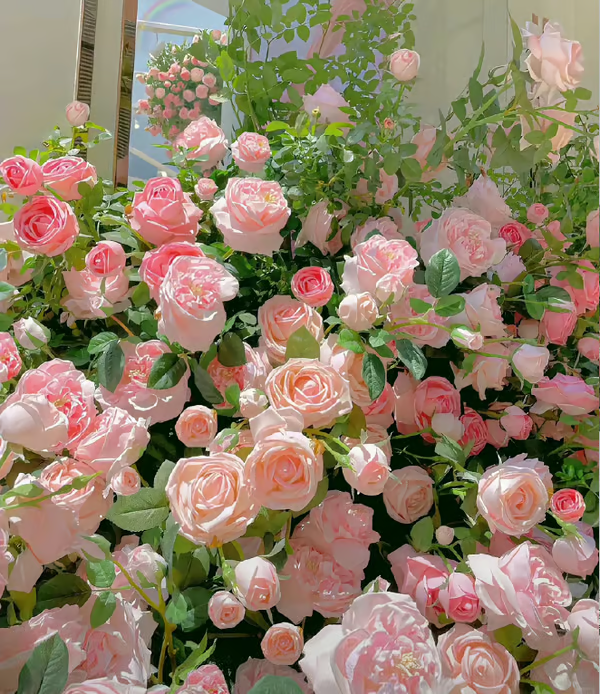 🌺Climbing Rose Seeds | Free Fertilizer--Supplement nitrogen, phosphorus and potassium