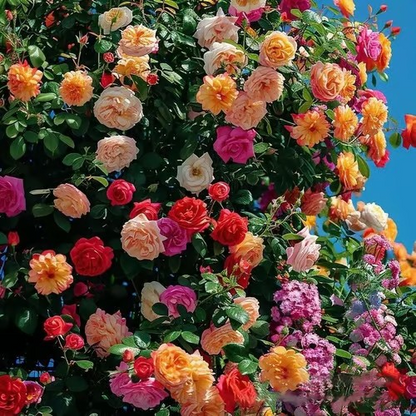 Climbing Vine Rose Flower Seeds🌹