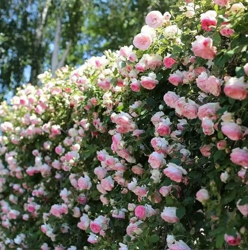 Climbing Vine Rose Flower Seeds🌹